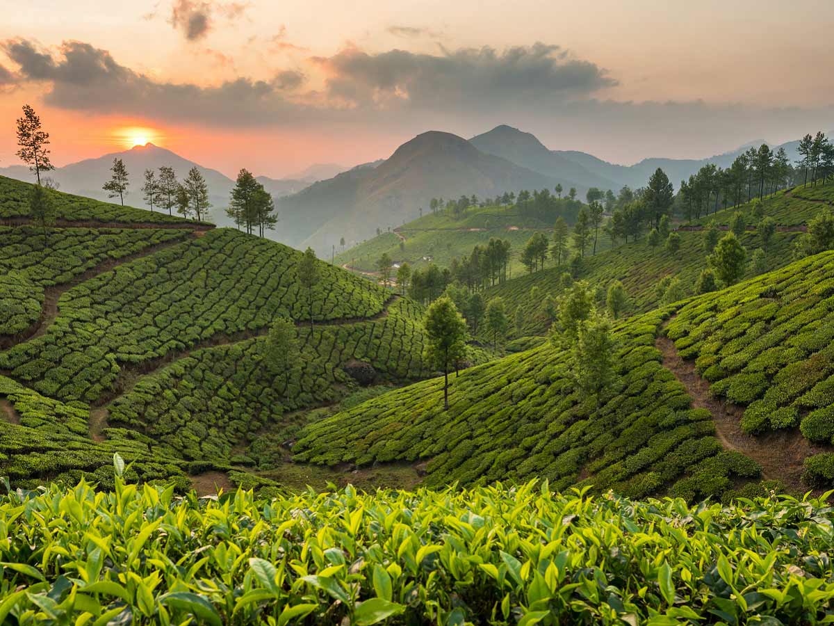 Де у Китаї вирощують зелений чай?